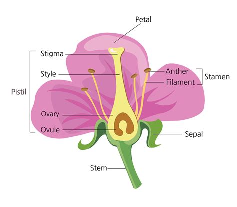 Parts of a Flower and Their Functions (With Diagram).